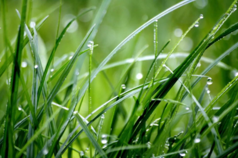 谷雨|春漸遠(yuǎn)，夏將至